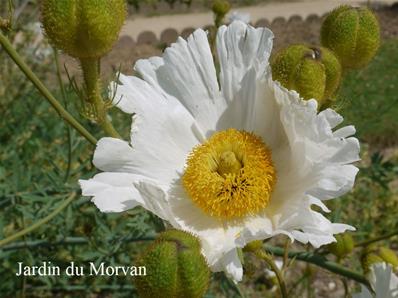 ROMNEYA COULTERI 