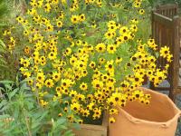 RUDBECKIA TRILOBA