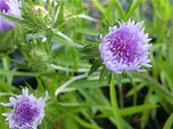 STOKESIA LAEVIS 'LEWIS BLUE'