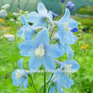 DELPHINIUM x 'SUMMER SKIES'