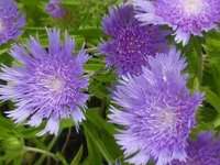 STOKESIA LAEVIS 'LEWIS BLUE'
