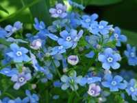 BRUNNERA MACROPHYLLA