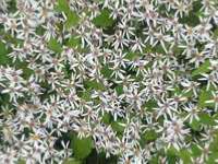 ASTER DIVARICATUS 'BETH CHATTO'