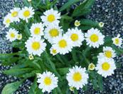 LEUCANTHEMUM REAL JOY