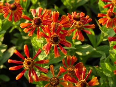 HELENIUM 'WONADONGA'