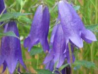 CAMPANULA 'SARASTRO'