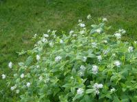 ASPERULA TAURINA