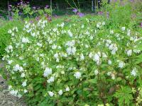 CAMPANULA 'REITROCH'