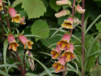 DIGITALIS OBSCURA 'SUNSET'