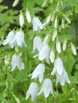 CAMPANULA RAPUNCULOIDES 'ALBA'