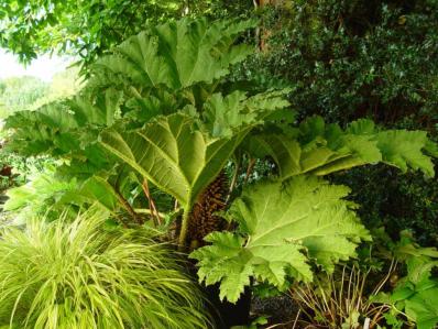 GUNNERA TINCTORIA