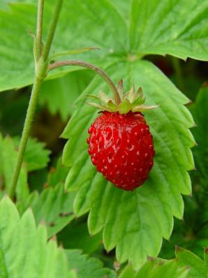 FRAGARIA VESCA 'ILLA MARTIN'