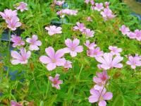 GERANIUM ENDRESSII