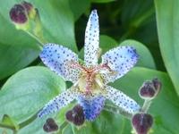 TRICYRTIS FORMOSANA V. GRANDIFLORA ‘LONG-JEN VIOLET’