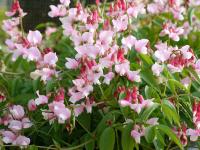 LATHYRUS VERNUS ROSEUS