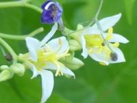 TRICYRTIS LASIOCARPA 'ALBA'