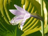 HOSTA 'SUN AND SUBSTANCE'