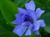 VINCA MINOR 'FLORE PLENO'