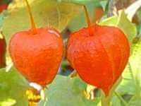PHYSALIS FRANCHETTI 'ZWERG'