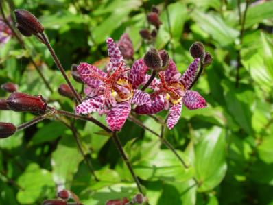 TRICYRTIS MACROPODA NIGRA