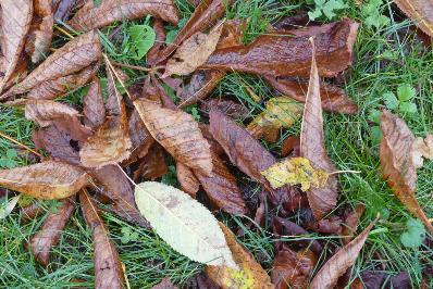 Feuilles mortes : gourmandise de ver de terre