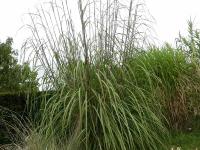 ERIANTHUS RAVENNAE 