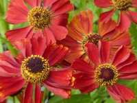 HELENIUM ‘RUBINZWERG’	