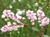 POLYGONUM CAMPANULATUM