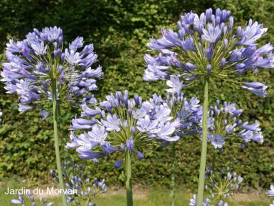 AGAPANTHUS 'HEADBOURNE HYBRIDS'