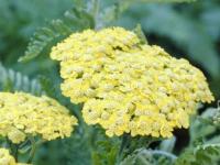 ACHILLEA TAYGETEA 