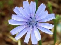 CICHORIUM INTYBUS