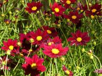 COREOPSIS ‘MERCURY RISING’