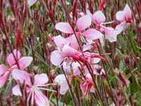 GAURA LINDHEIMERI ‘TUTTI FRUTTI’