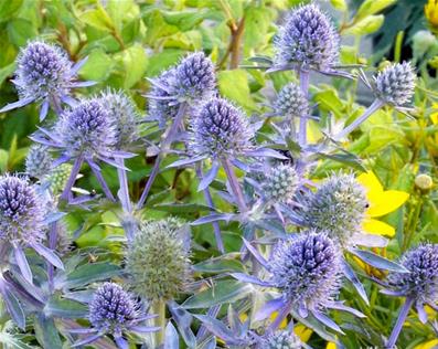 ERYNGIUM PLANUM 'BLUE CAP'