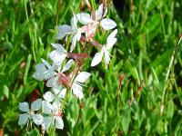 GAURA 'LINDHEIMERI'