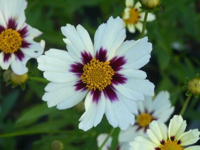 COREOPSIS ‘STAR CLUSTER’