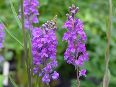 LINARIA PURPUREA