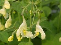 NEPETA GOVANIANA