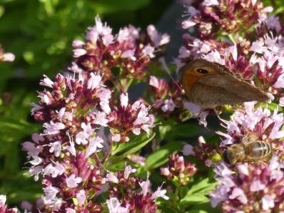 ORIGANUM VULGARE 'COMPACTUM'