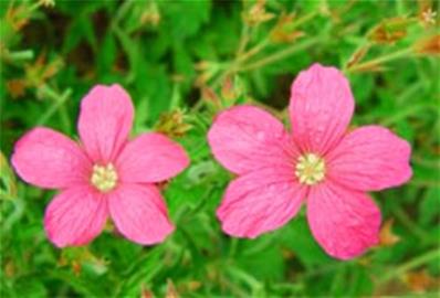 GERANIUM X OXONIANUM 'WINSTON CHURCHILL'