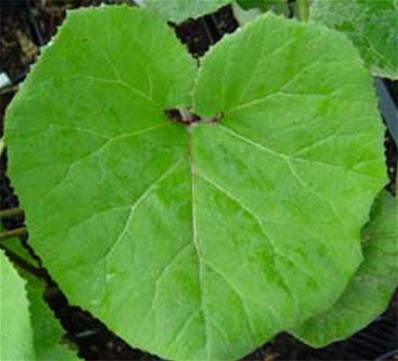 Petasites hybridus