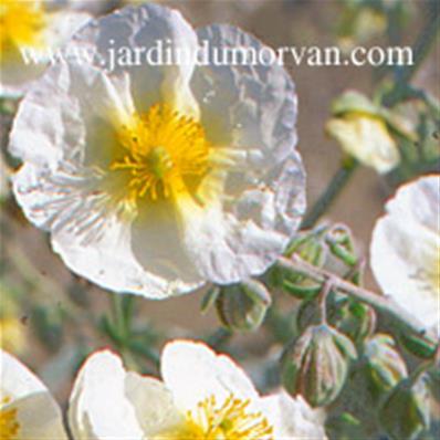 HELIANTHEMUM 'THE BRIDE'