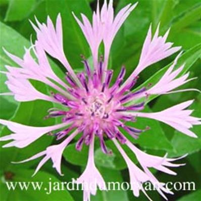 CENTAUREA MONTANA 'ROSEA'