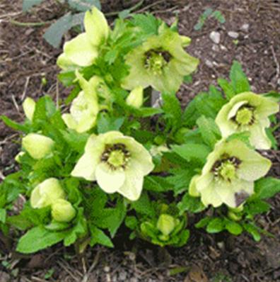 HELLEBORUS ORIENTALIS 'YELLOW LADY'