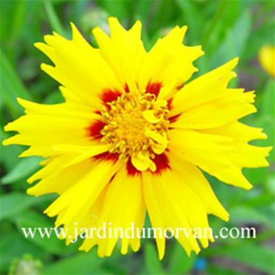 COREOPSIS GRANDIFLORA 'RISING SUN'