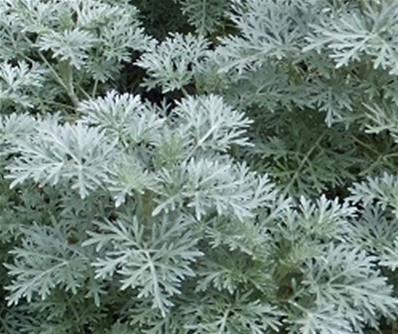 ARTEMISIA 'POWIS CASTLE'