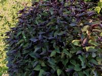 AGERATINA ALTISSIMA 'CHOCOLATE'