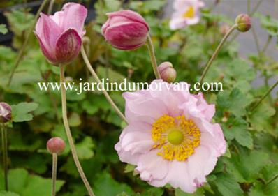 ANEMONE 'KONIGIN CHARLOTTE'