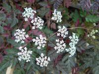 ANTHRISCUS SYLVESTRIS 'RAVENSWING'