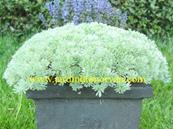 ARTEMISIA SCHMIDTIANA 'NANA'